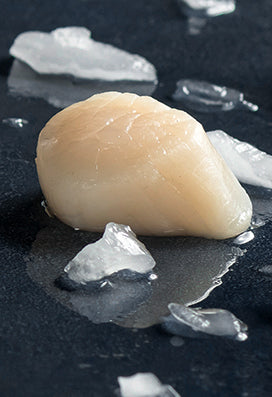 Scallops
