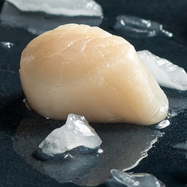 Scallops
