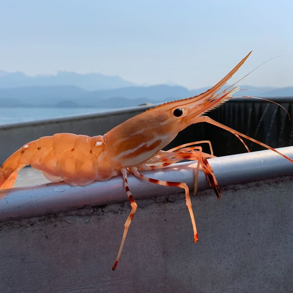 Spot Shrimps