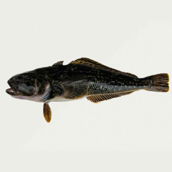 Black COD natur