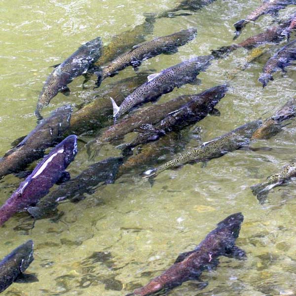 Königslachs, natur