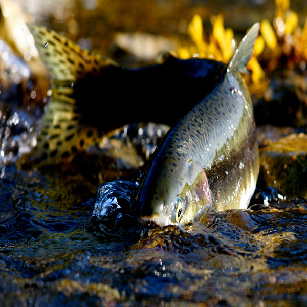 Rotlachs natur, halbe Seite