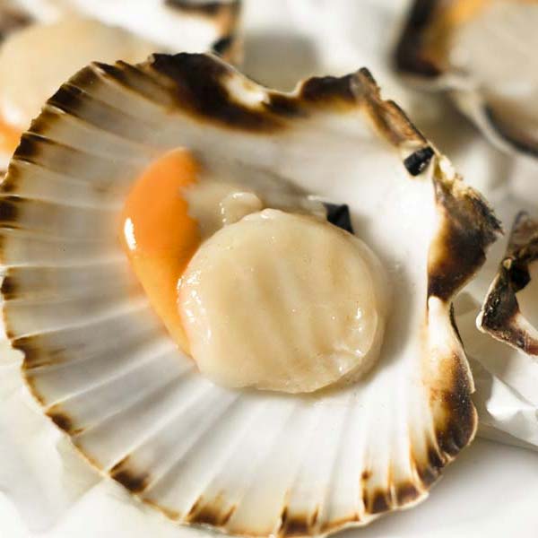 Scallops